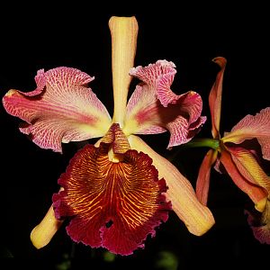 Cattleya dowiana