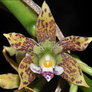 Encyclia pulchella