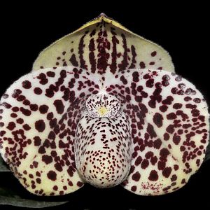 Paphiopedilum bellatulum