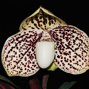 Paphiopedilum godefroyae