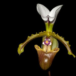 Paphiopedilum spicerianum