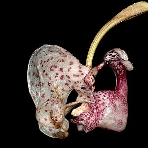 Coryanthes alborosea