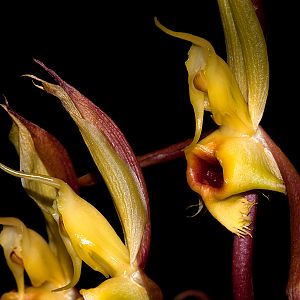 Catasetum saccatum
