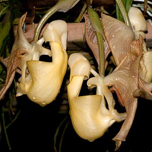 Coryanthes horichiana