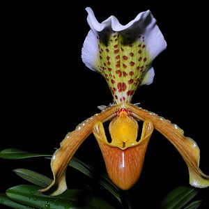 Paphiopedilum insigne var. maulei
