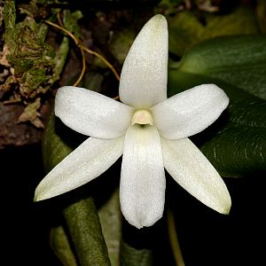 Aerangis fastuosa
