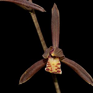 Cymbidium sinense