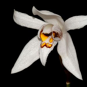Coelogyne corymbosa