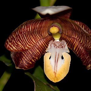 Esmeralda cathcartii
