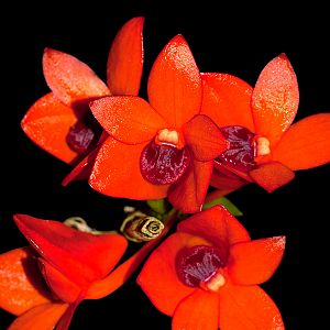 Dendrobium mohlianum