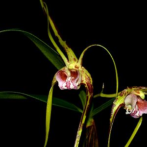 Dendrobium tetragonum subsp. giganteum