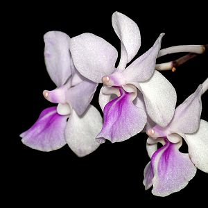 Holcoglossum amesianum