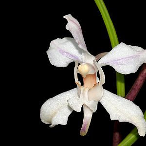 Paphilionanthe vandarum