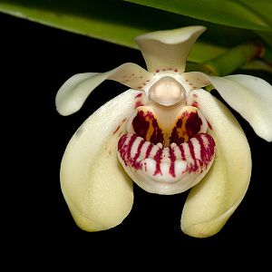 Vanda pumila