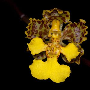 Oncidium cavendishianum