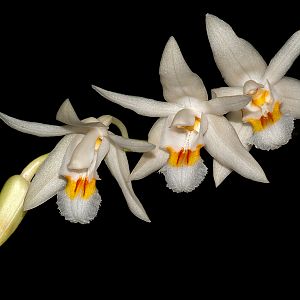 Coelogyne elata