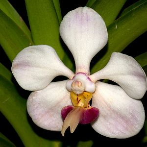 Vanda foetida