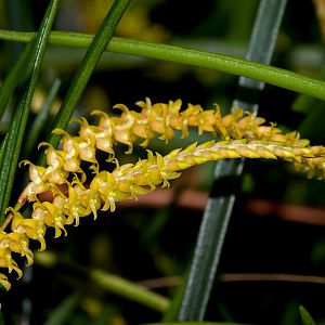 Dendrochilum saccolabium
