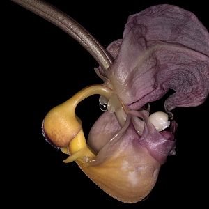 Coryanthes trifoliata