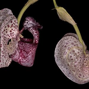 Coryanthes alborosea