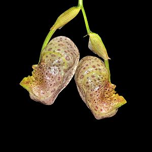 Coryanthes Zeitraffer