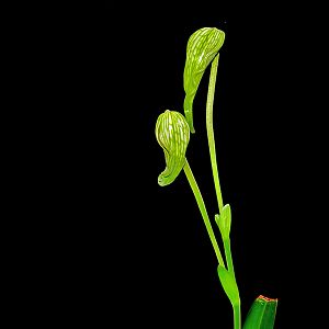 Phragmipedium caudatum