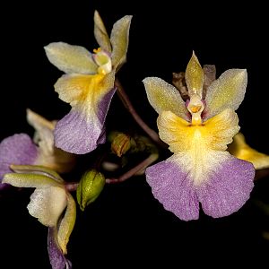Tolumnia gauntlettii