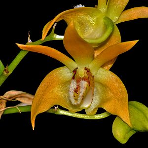 Dendrobium fleckeri