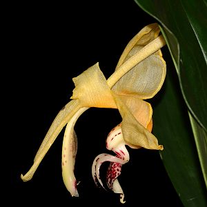 Stanhopea embreei