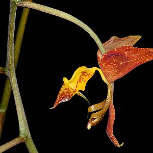 Gongora rufescens