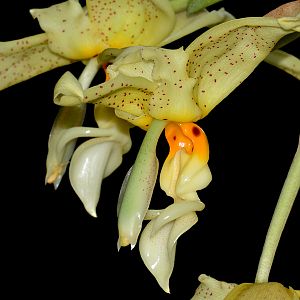 Stanhopea embreei