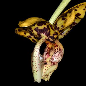 Stanhopea maculosa