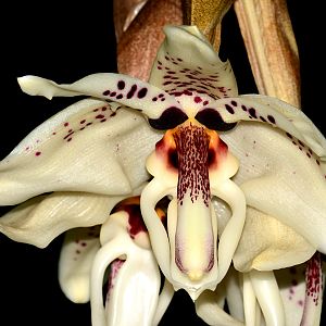 Stanhopea martiana