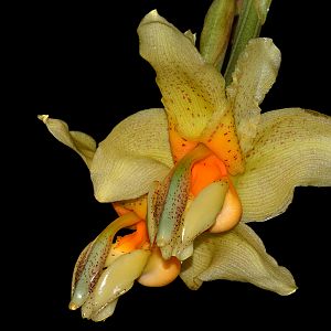 Stanhopea saccata