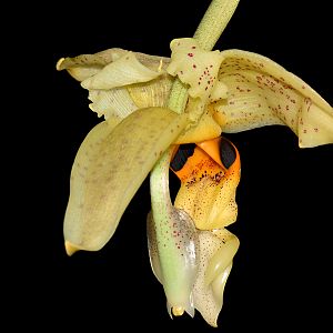 Stanhopea whittenii
