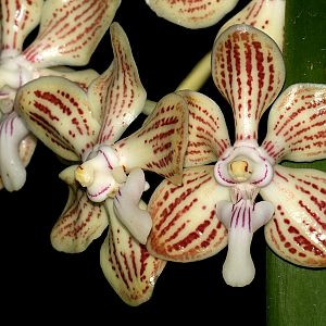 Vanda jennae