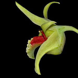 Dendrobium suzukii
