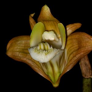 Dendrobium olivaceum