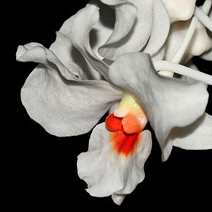 Dendrobium igneoniveum