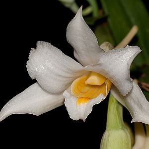 Dendrobium kontumense