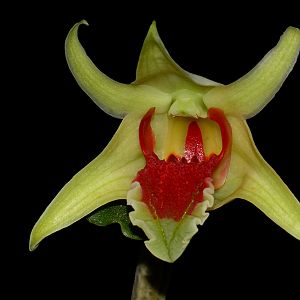 Dendrobium suzukii