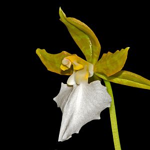 Rhynchostele bictoniensis