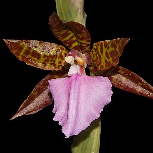 Rhynchostele bictoniensis