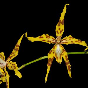 Odontoglossum gloriosum