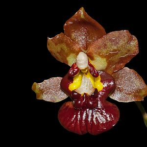 Trichocentrum lindenii
