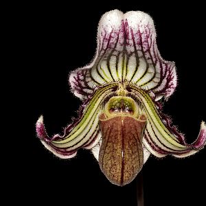 Paphiopedilum fairrieanum