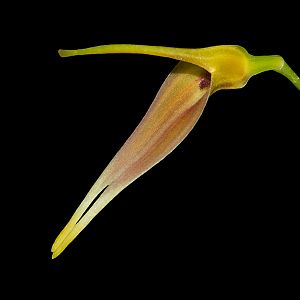 Masdevallia rugulosa