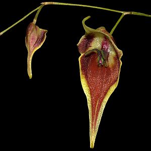 Lepanthes cloesii