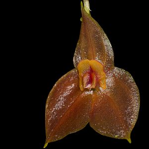 Lepanthes cordeliae