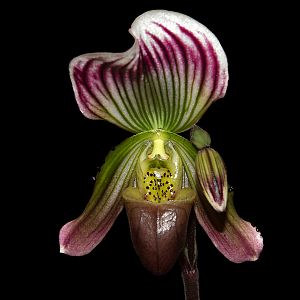 Paphiopedilum sublaeve